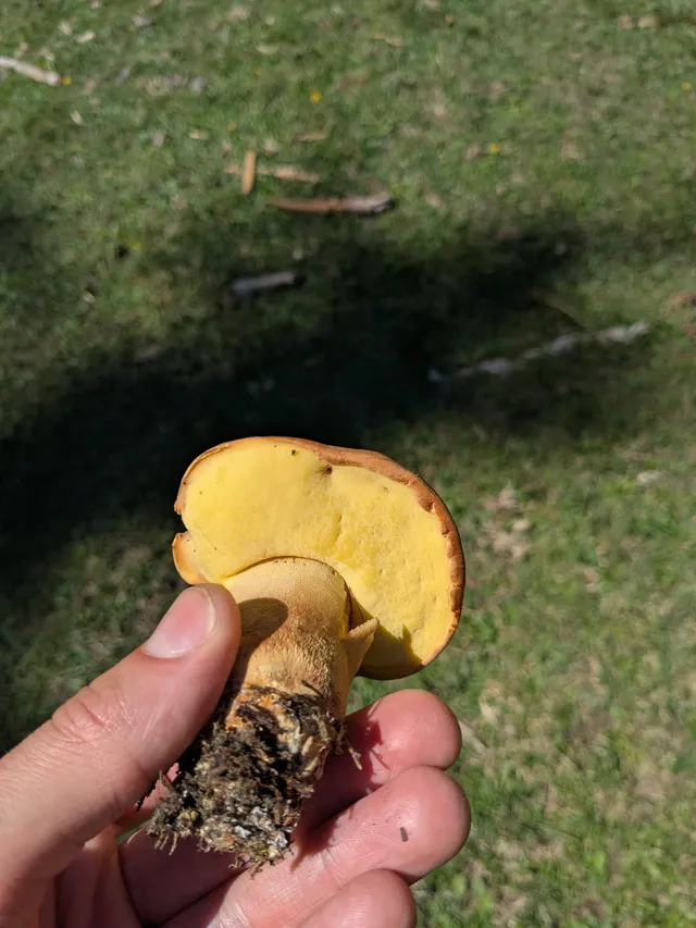 Oak bolete