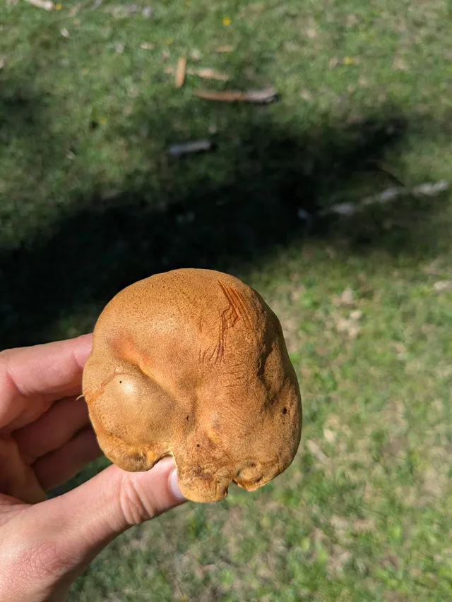 Oak bolete