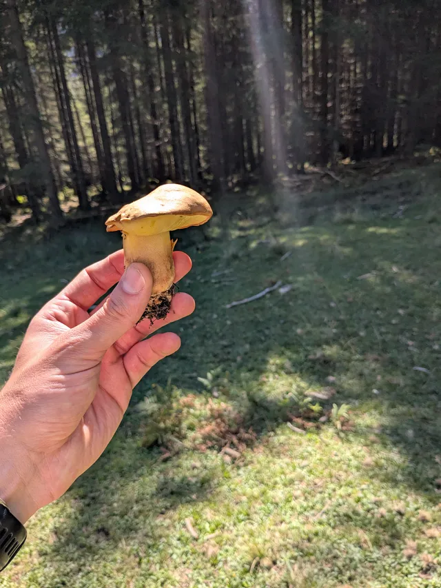 Oak bolete