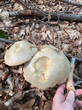 Bitter bolete — 4
