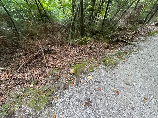 Bitter bolete