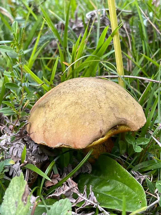 Bitter bolete