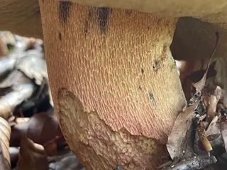 Bitter bolete — 5