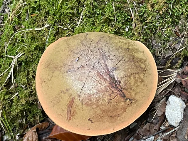 Bitter bolete