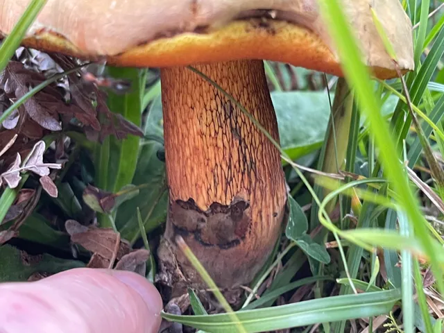 Bitter bolete