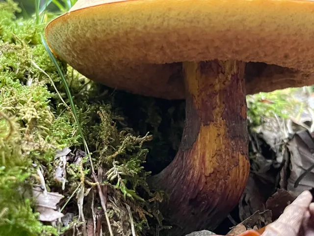 Bitter bolete