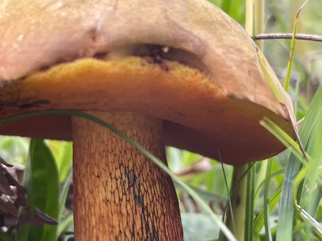 Bitter bolete