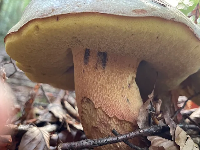 Bitter bolete