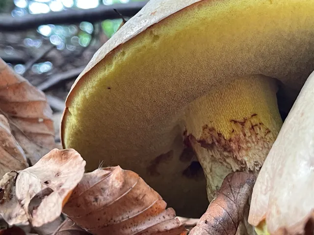 Bitter bolete