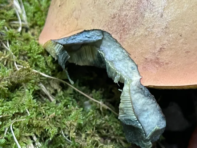 Bitter bolete