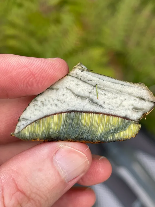 Bitter bolete