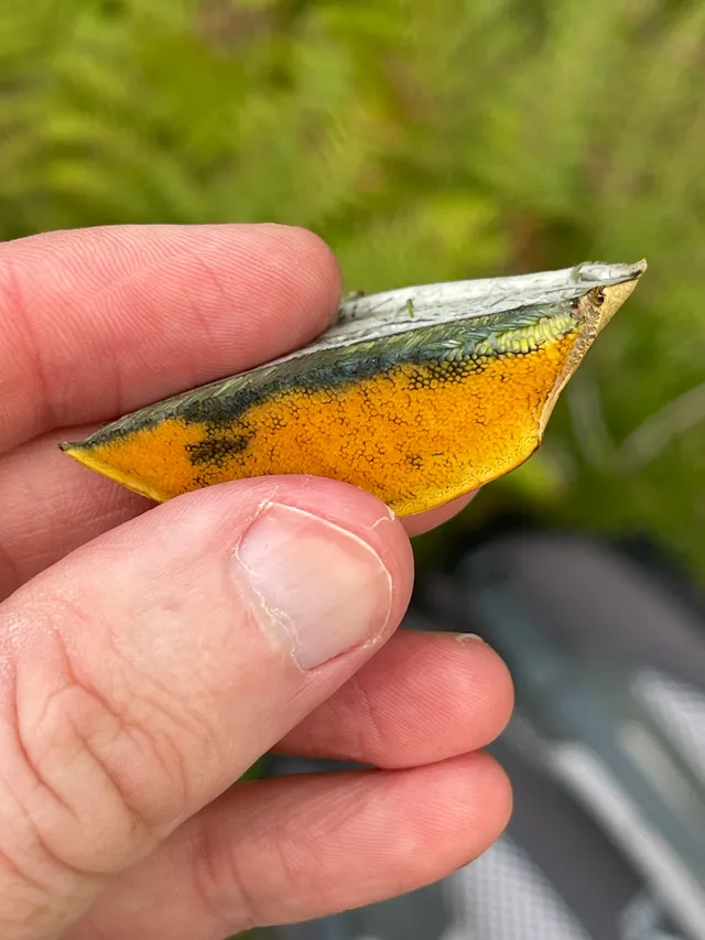 Bitter bolete