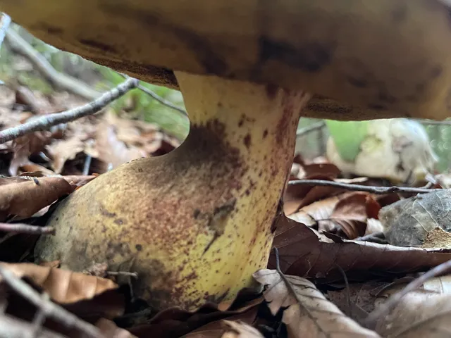 Rooting bolete