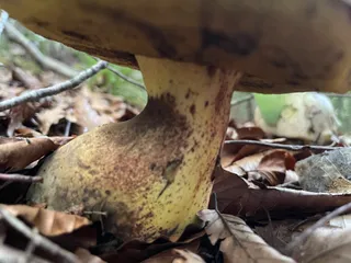 Rooting bolete — 2