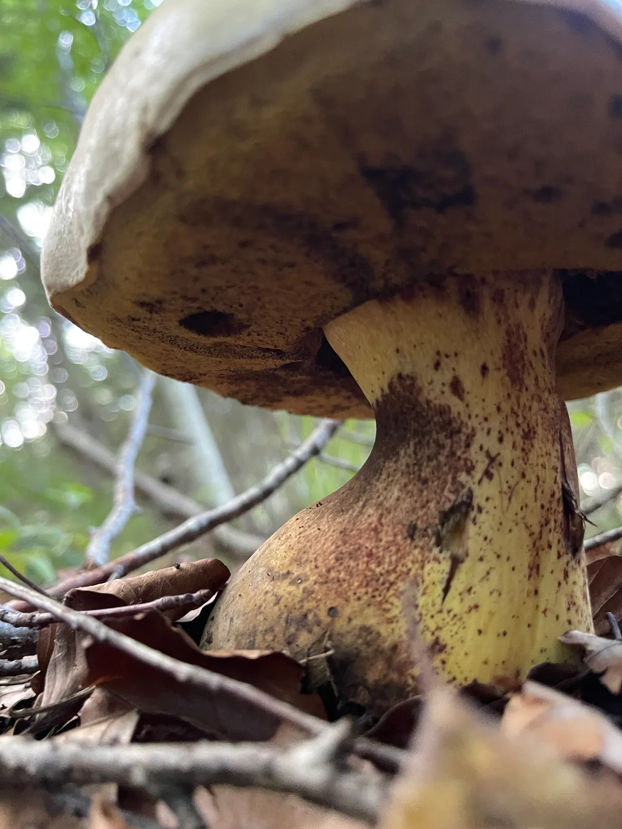 Rooting bolete — 1