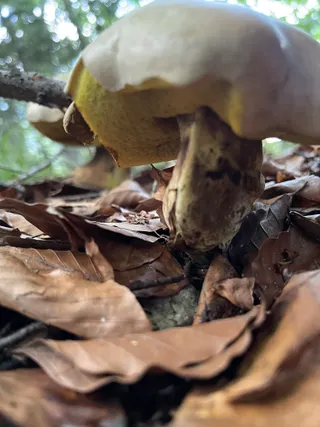 Rooting bolete — 3
