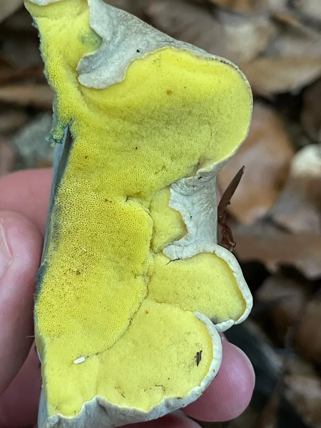 Rooting bolete