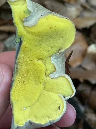 Rooting bolete — 4
