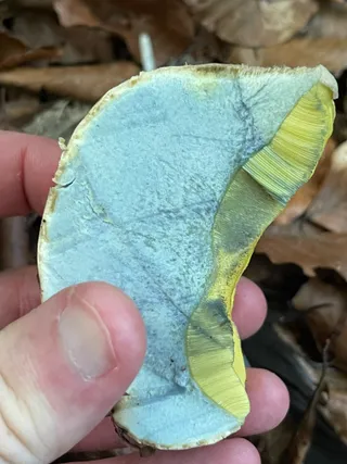 Rooting bolete — 5