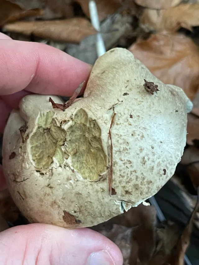 Rooting bolete