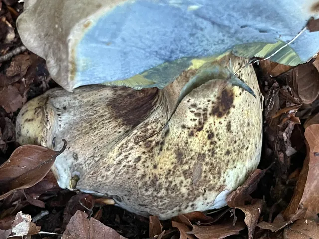 Rooting bolete
