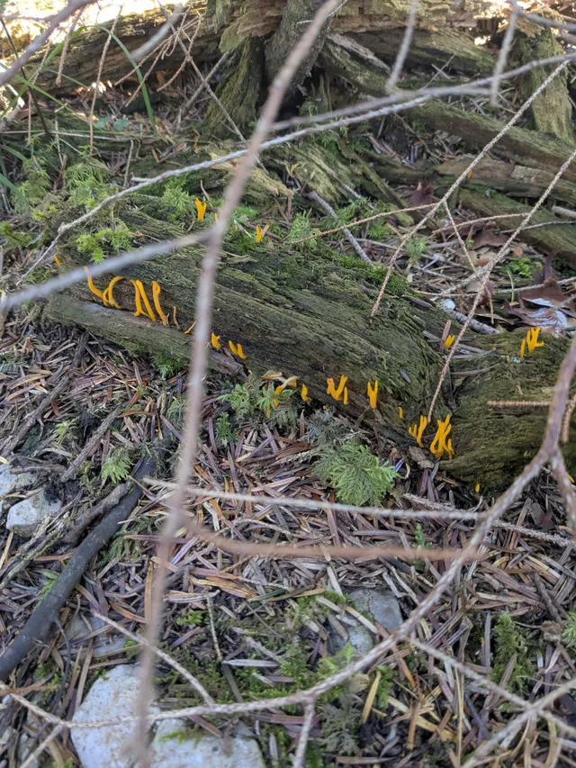 Small Stagshorn