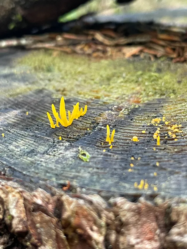 Small Stagshorn