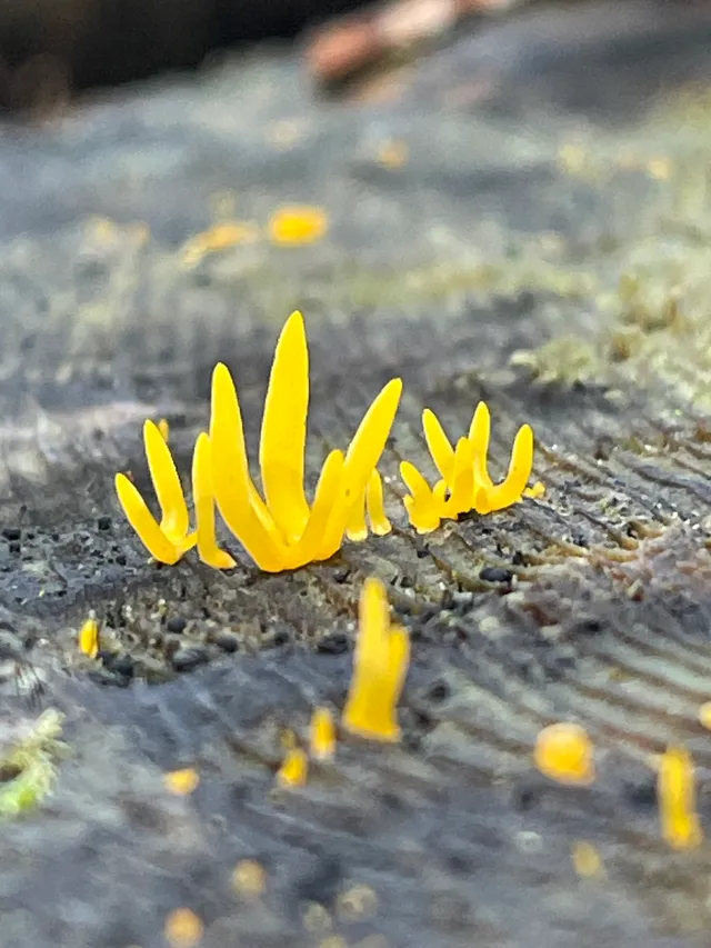 Small Stagshorn