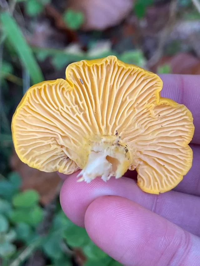 Chanterelle