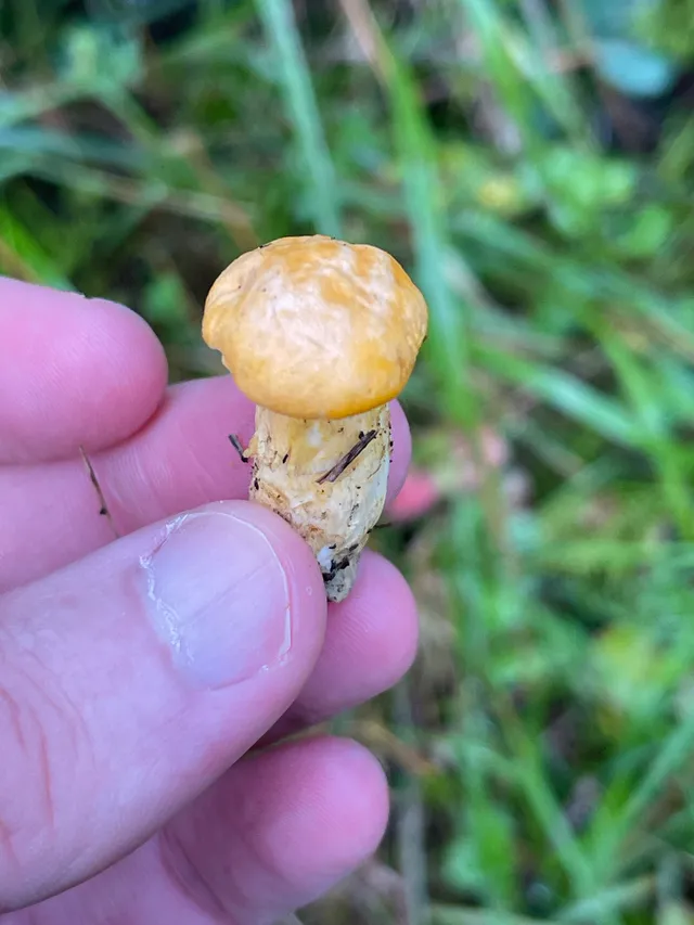 Chanterelle