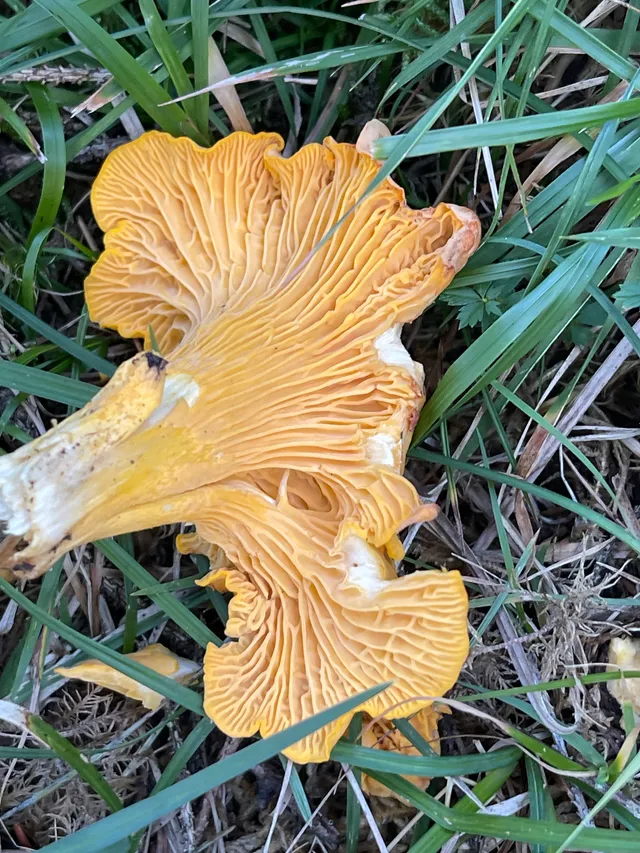 Chanterelle