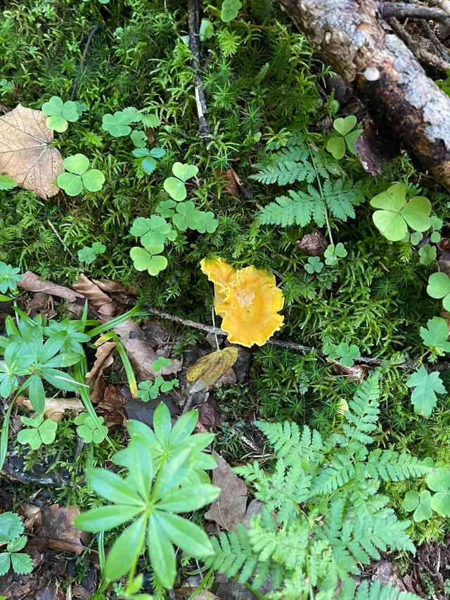 Chanterelle