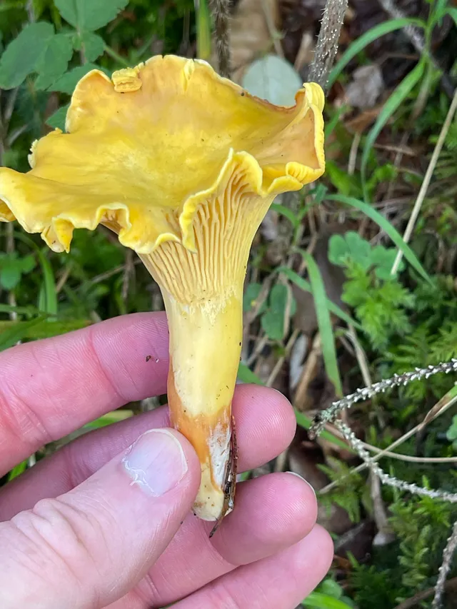 Chanterelle