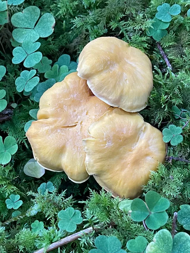 Chanterelle