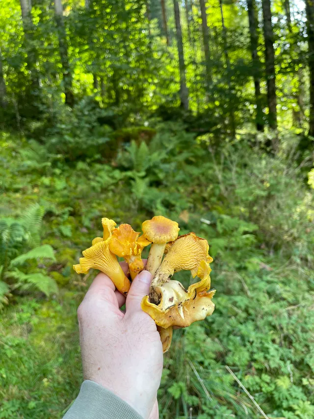 Chanterelle