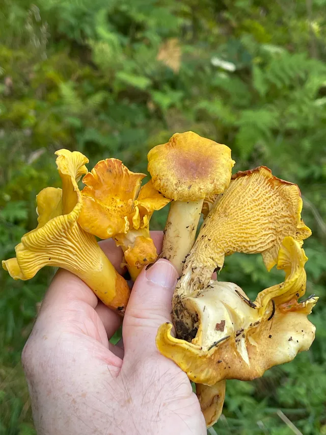 Chanterelle