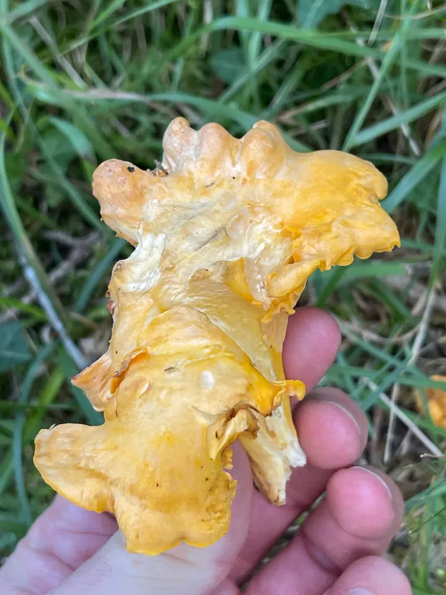 Chanterelle