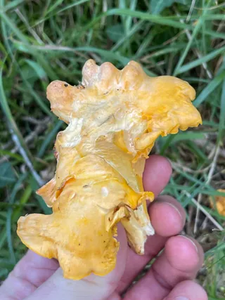 Chanterelle — 4
