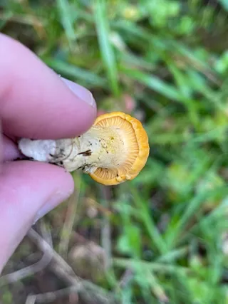 Chanterelle — 2