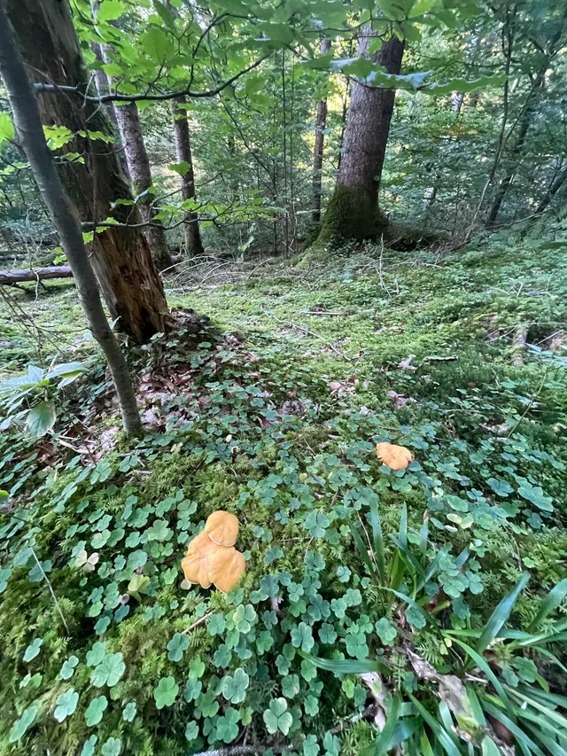 Chanterelle