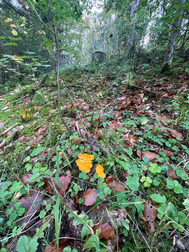Chanterelle