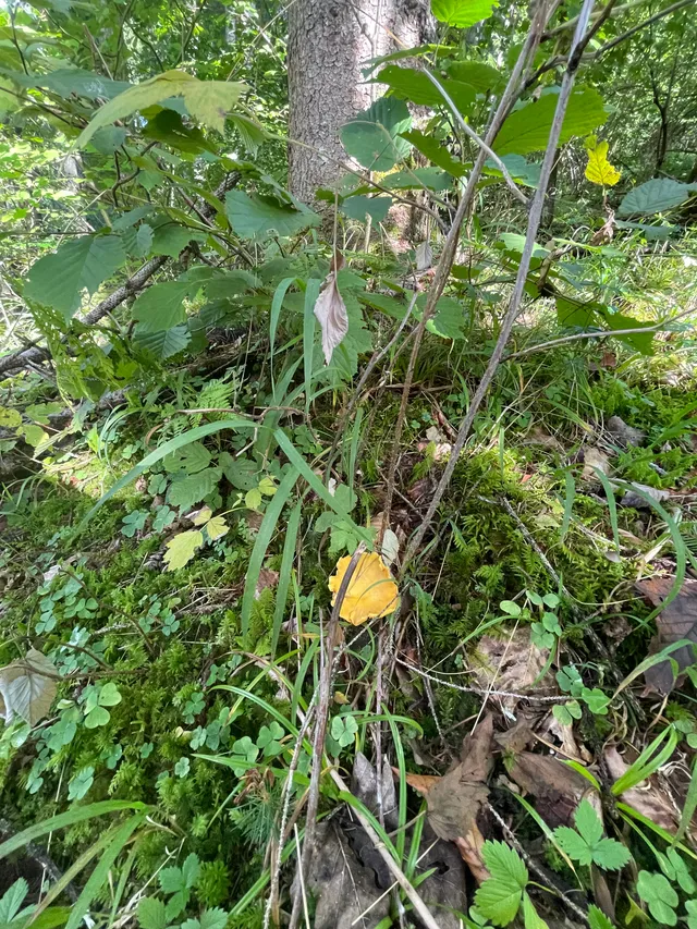 Chanterelle