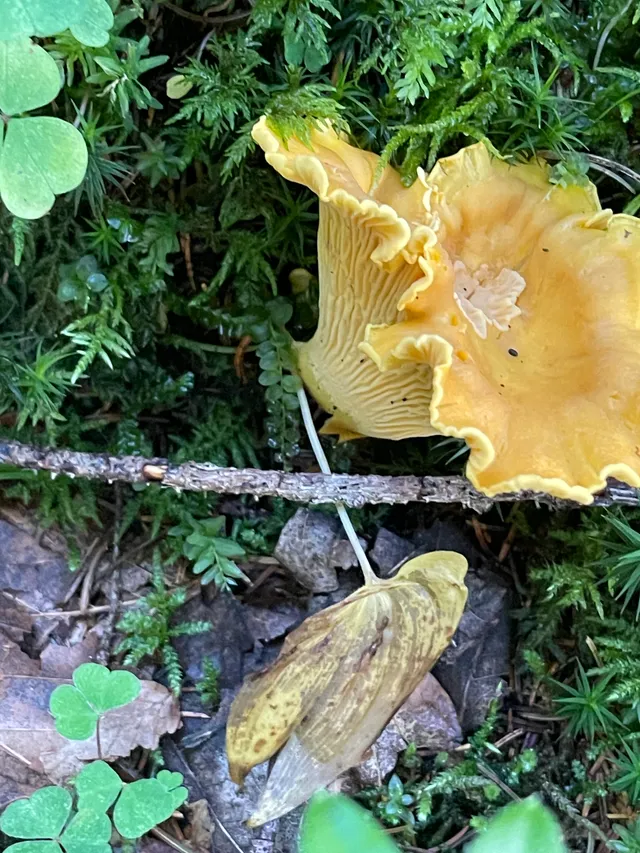 Chanterelle