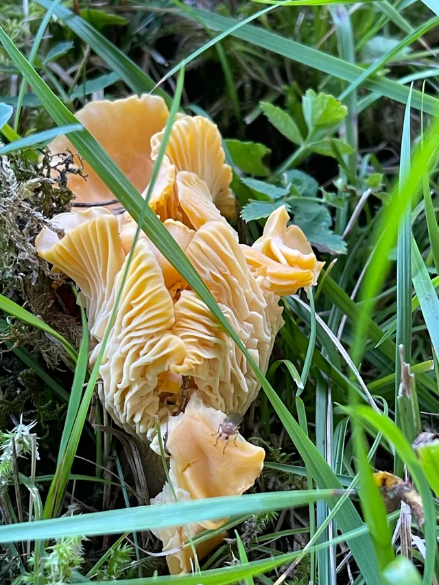 Chanterelle