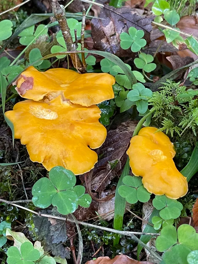 Chanterelle