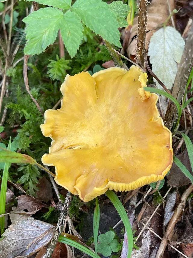 Chanterelle