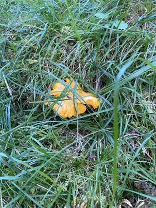 Chanterelle — 5