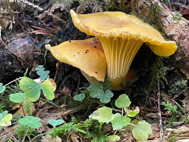 Chanterelle