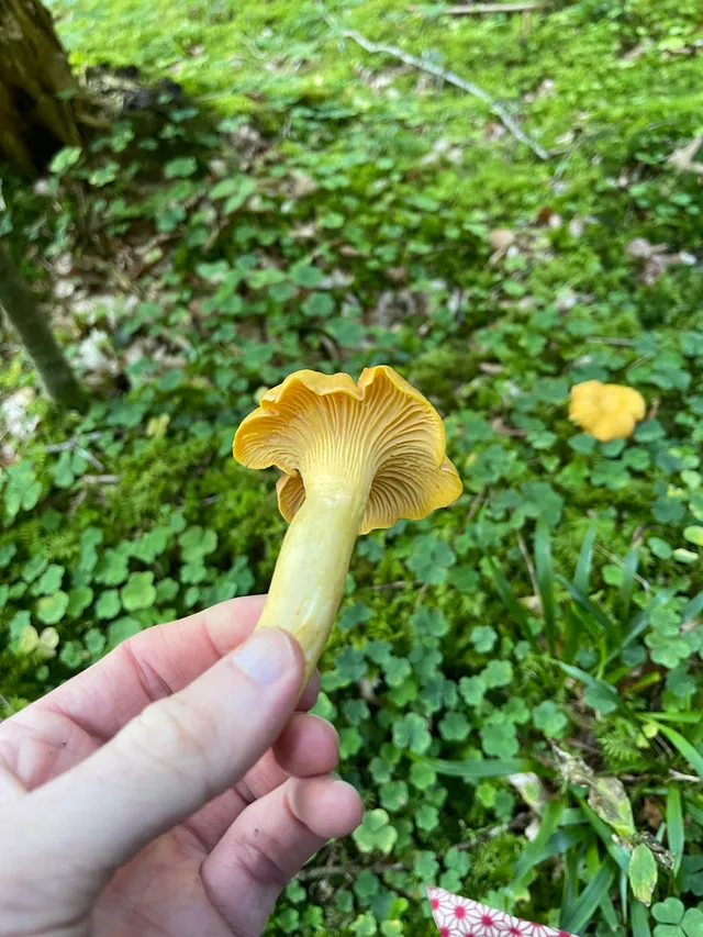 Chanterelle
