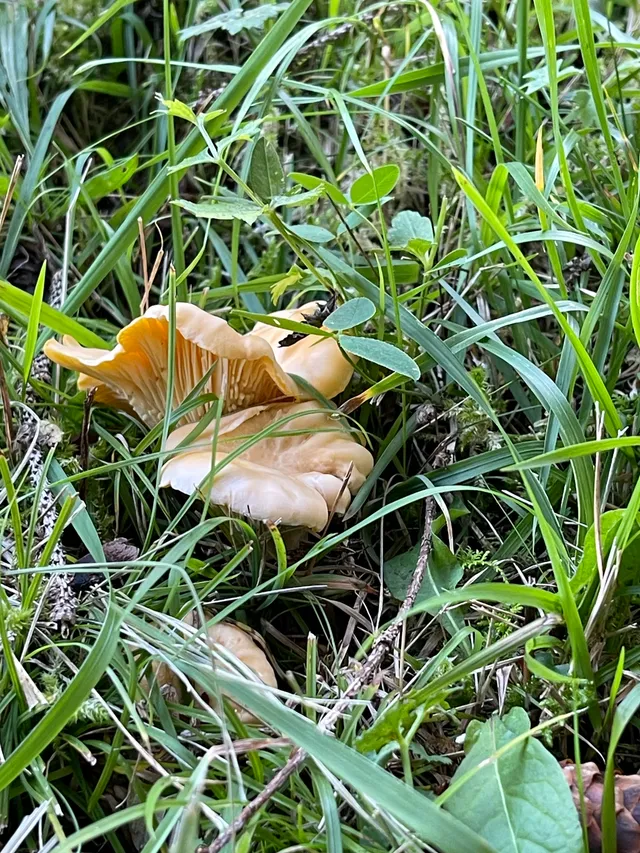 Chanterelle
